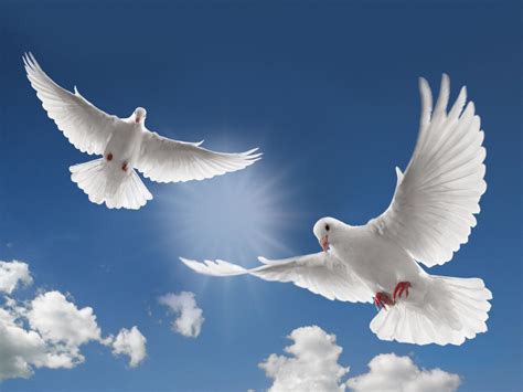 white dove bird images|images of white doves flying.